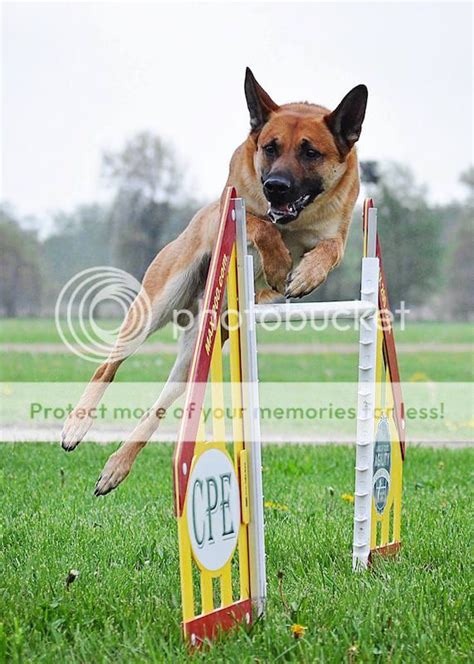 Agility photos | German Shepherds Forum