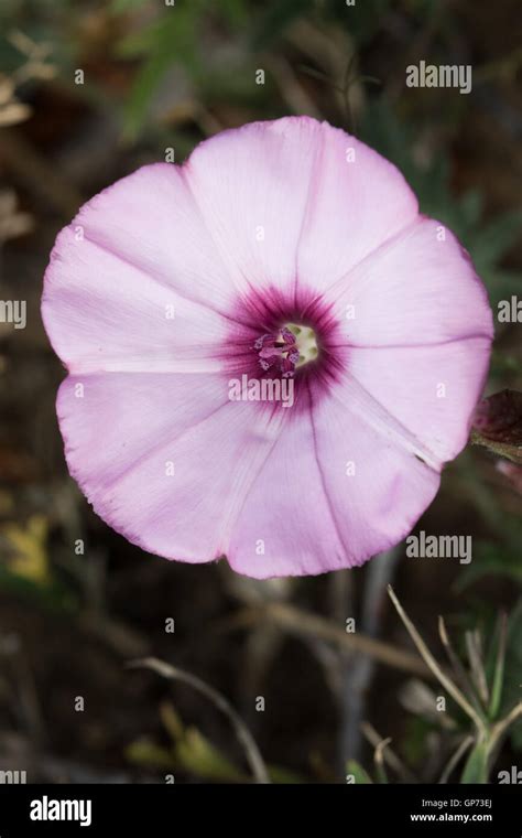 Mallow Bindweed Convolvulus Althaeoides Flower Stock Photo Alamy