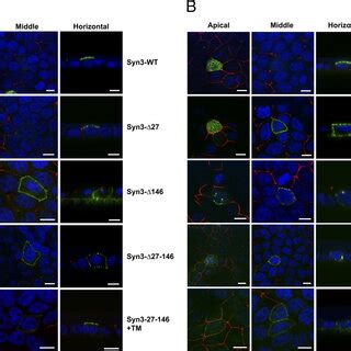 The Habc Domain Of Syntaxin Contains A Necessary And Sufficient