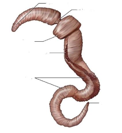 Acorn Worm Diagram Quizlet