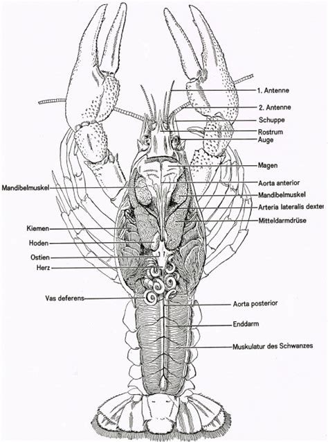 Krebs Anatomie