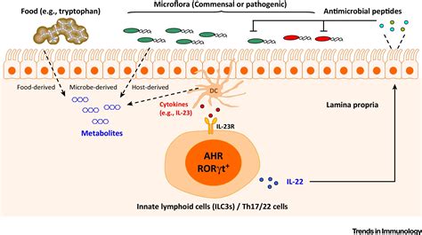 Ahr Function In Lymphocytes Emerging Concepts Trends In Immunology