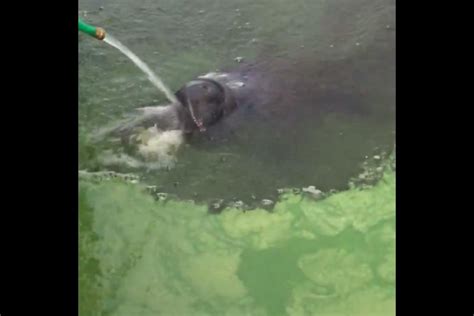 Watch: Manatee covered in algae drinks clean water from hose - UPI.com