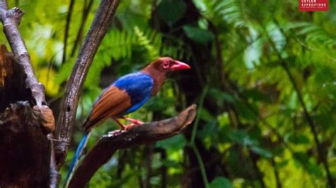 Endemic Birds of Sri Lanka | Bird Watching Tours Sri Lanka