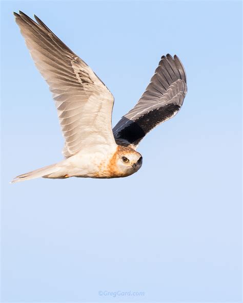 White Kite Bird Of Prey