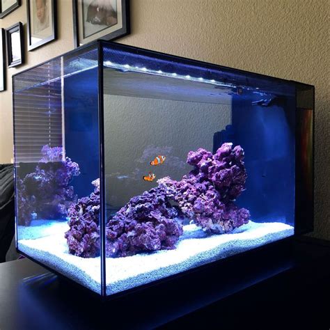 Fluval Evo 13 5 Peninsula Aquarium Journals Nano Reef Community