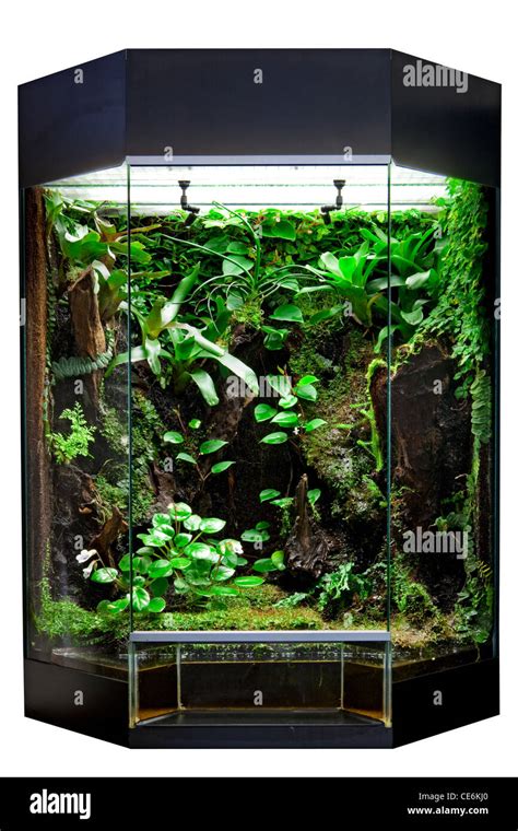 Terrarium Animals And Pets: The Ultimate Care Guide