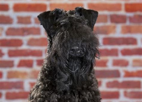 Cerebellar Degeneration In Dogs Dog Brain Disease Petmd