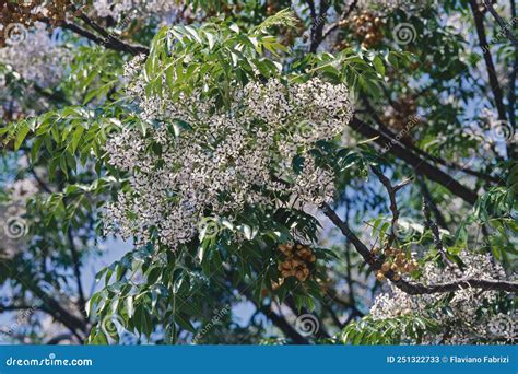 Flowering Cluster And Leaves Of Chinaberry Tree Stock Image Image Of