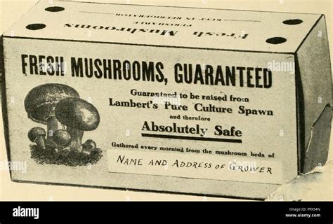 The Cultivated Mushroom Mushroom Culture From Old Catalog 98