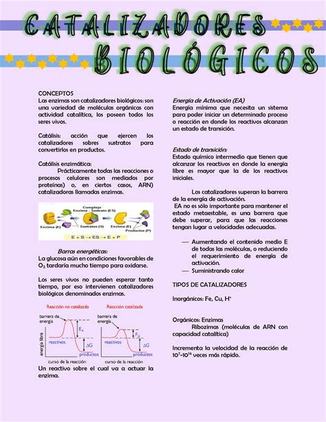 Catalizadores Biológicos CONCEPTOS Las enzimas son catalizadores