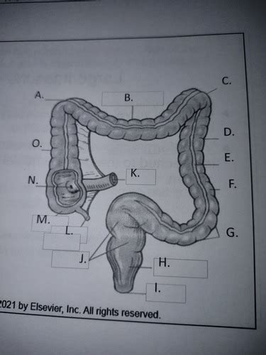 Large Intestine Flashcards Quizlet