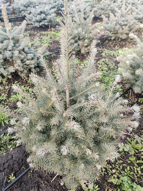 Пихта корейская купить саженцы. Abies coreana | PLANTE.md