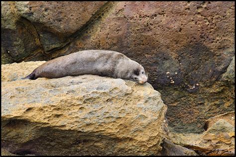 New Zealand Fur Seal Page