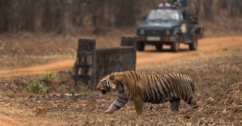 Bor Tiger Reserve: India’s Smallest Tiger Reserve In Maharashtra