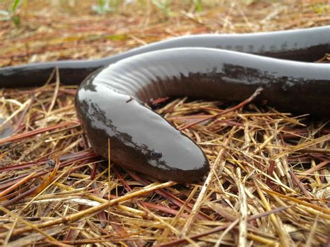 Rainwood Birdwatching: PHOTO(S) OF THE... UM... YEAR: Amphiuma means