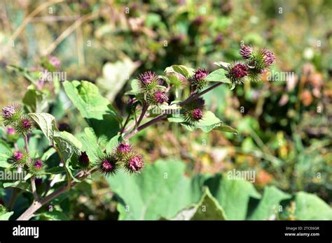 Greater Burdock Arctium Lappa Is A Biennial Plant Native To Eurasia