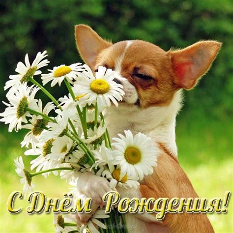Открытки с Днем рождения с Собаками