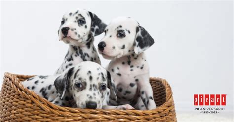 Las Mejores Películas De Perros Picart Petcare