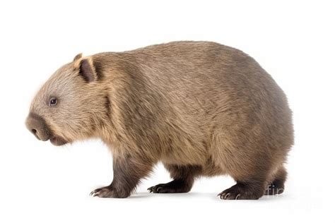 Wombat Isolated On White Background Digital Art By Benny Marty Fine Art America