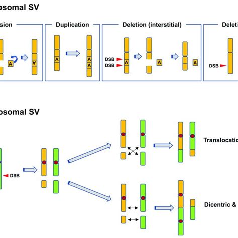 Types Of Chromosomal Rearrangements A Intrachromosomal Structural