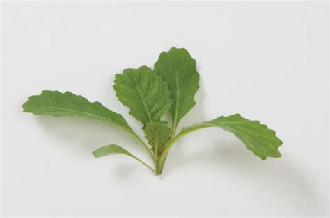 Wasabi - Arugula Seed | Johnny's Selected Seeds