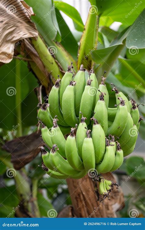 Cavendish Variety Banana Fruit Isolated On White Transparent Png