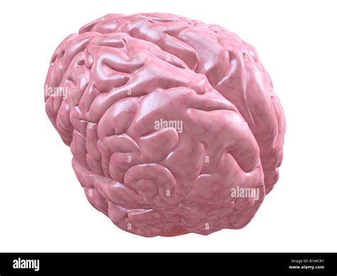 Human Skull And Brain Hi Res Stock Photography And Images Alamy