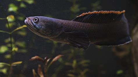 Ikan Iblis Merah Predator Rakus Yang Merusak Ekosistem Danau Toba