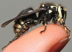 9 Seriously Horrifying Reasons To Fear The Bald-Faced Hornet