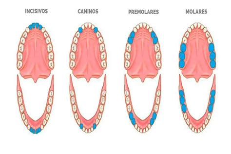 Cuadrantes Dental Clinica Dental Sonrisa Segura