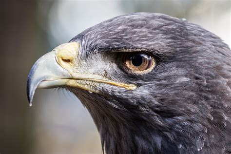 Canon EF 100 400mm F 4 5 5 6L IS II USM Sample Image Gallery Amateur