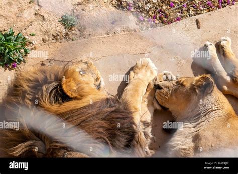 Pareja De Leones Descansando Al Sol Pareja De Leones Enamorados