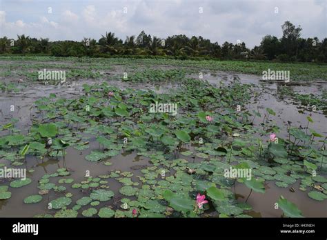 lotus field and pond in Vietnam countryside Stock Photo - Alamy