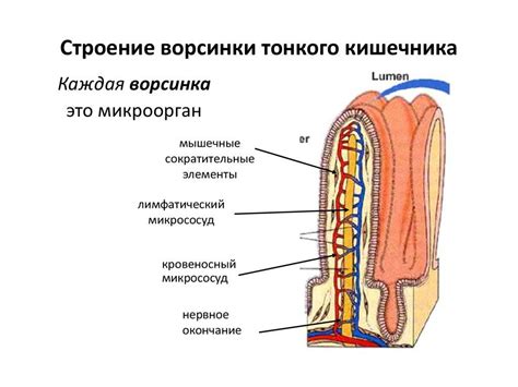 Схема строения ворсинки кишечника - Фотоподборки 1