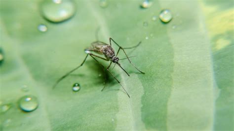 Mosquitoes And Standing Water How To Identify And Eliminate Breeding