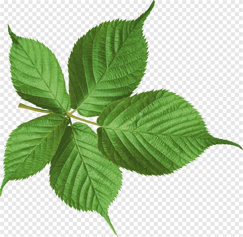 Plants Leaves Mega Green Leafed Plant Png Pngegg