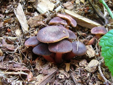 Shroomery - Gymnopilus luteofolius