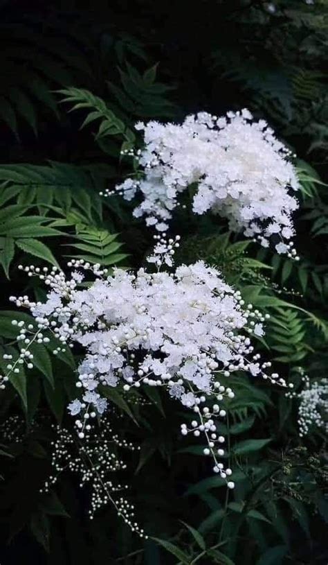 Jasmine Varieties 14 Different Types Of Jasmine Artofit