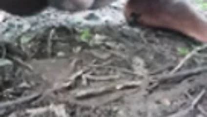 Desi Adivasi Gay Fucking Outdoors Xhamster