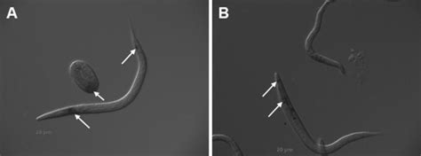 Promoterreporter Expression Of Teladorsagia Circumcincta DPY 31 In