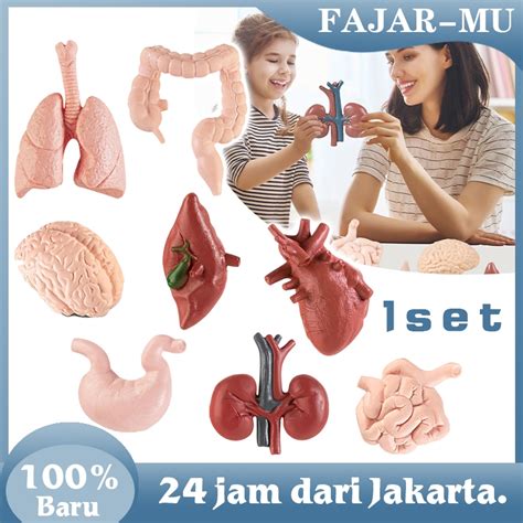 Jual Pcs Human Organ Toys Organ Manusia Mainan Montessori Alat Peraga