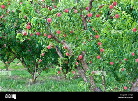 White Lady Peach Tree