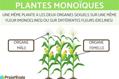 Plantes Mono Ques D Finition Caract Ristiques Et Exemples