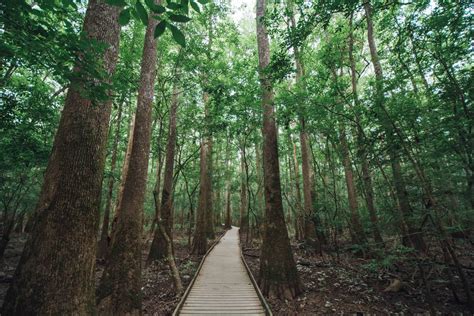 wooded path smithsonian photo contest smithsonian magazine