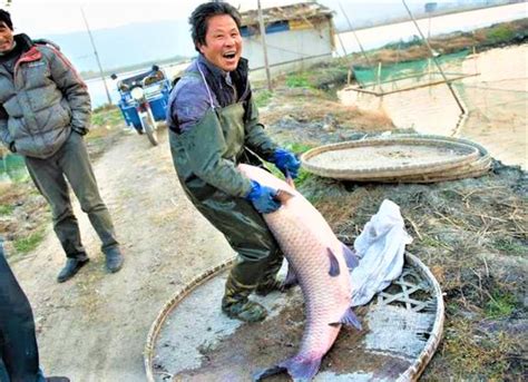 了解青魚的生活習性，選擇正確的釣點 每日頭條