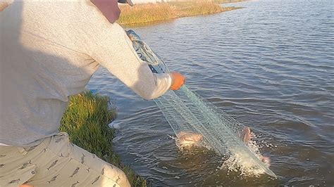 Pescador Atrapa Tilapias De Laguna Con Red YouTube