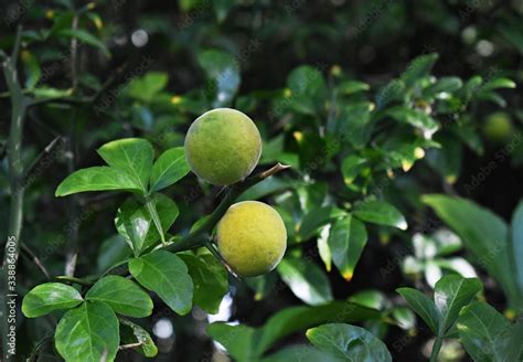 Yellow Fruits Of Trifoliate Orange Poncirus Trifoliata Or Citrus