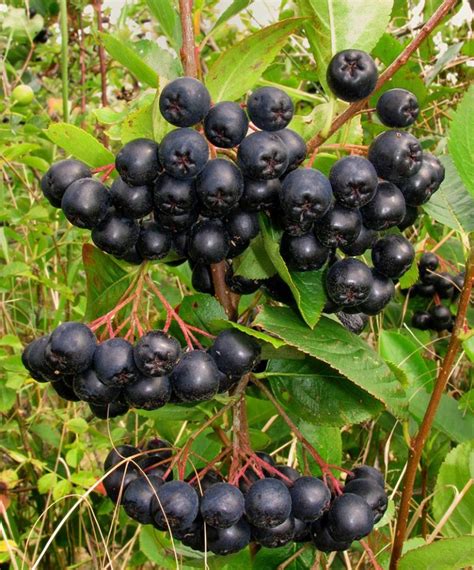 Aronia Berries › Aronia Original