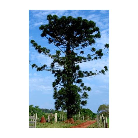 Seeds Araucaria Angustifolia - Panama Pine